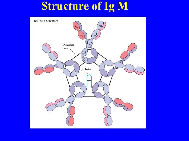 Structure of Ig M 