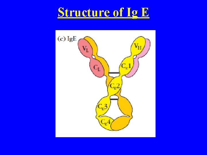 Structure of Ig E 