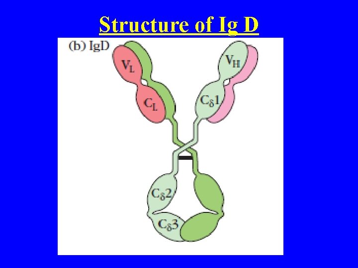 Structure of Ig D 