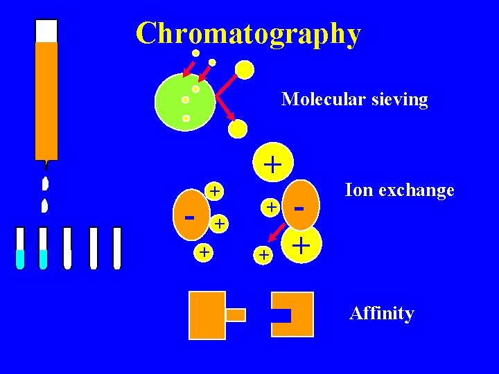 Chromatography Molecular sieving - + + + + Ion exchange Affinity 