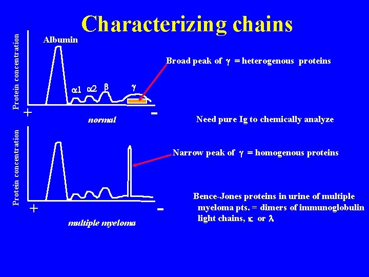 Protein concentration Characterizing chains Albumin Broad peak of g = heterogenous proteins a 1