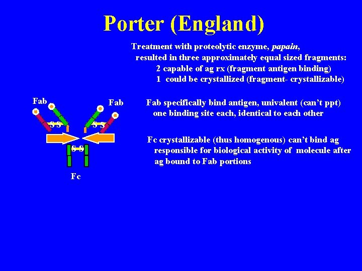 Porter (England) Treatment with proteolytic enzyme, papain, resulted in three approximately equal sized fragments: