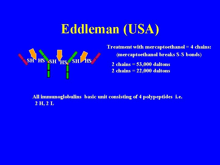 Eddleman (USA) Treatment with mercaptoethanol = 4 chains: (mercaptoethanol breaks S-S bonds) SH HS