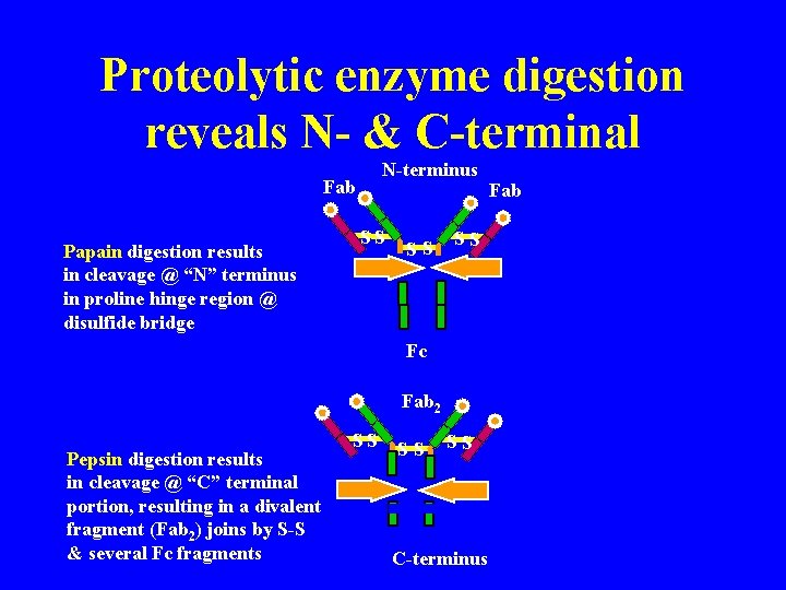 Proteolytic enzyme digestion reveals N- & C-terminal N-terminus Fab Papain digestion results in cleavage