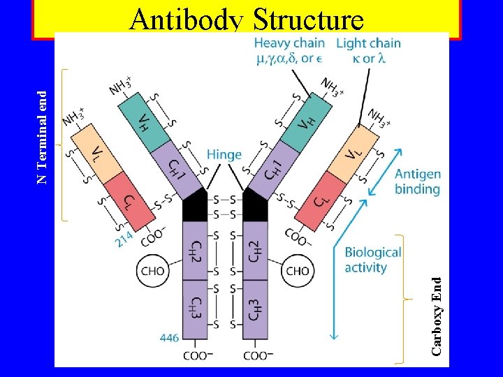 Carboxy End N Terminal end Antibody Structure 