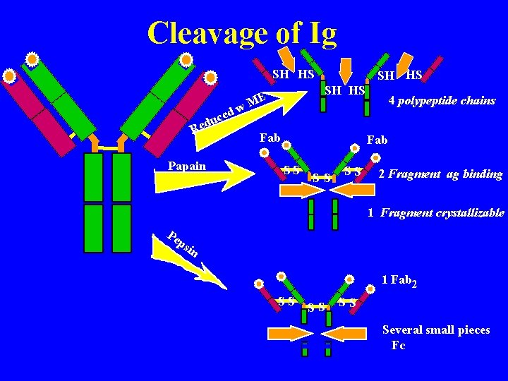 Cleavage of Ig SH HS dw ce u d Re Papain SH HS ME