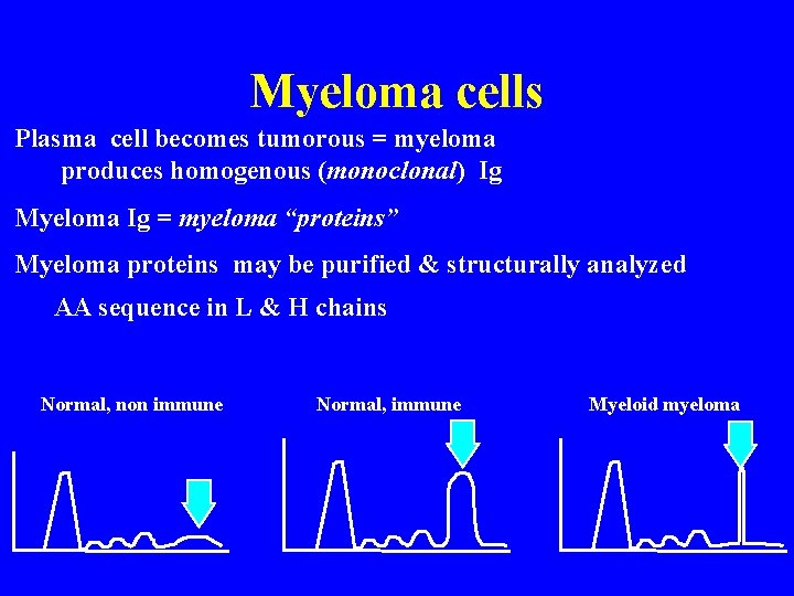 Myeloma cells Plasma cell becomes tumorous = myeloma produces homogenous (monoclonal) Ig Myeloma Ig