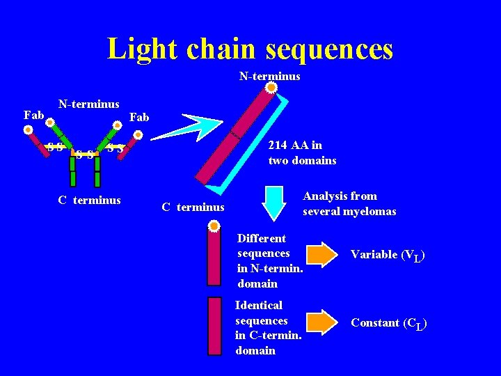 Light chain sequences N-terminus Fab N-terminus SS SS Fab 214 AA in two domains