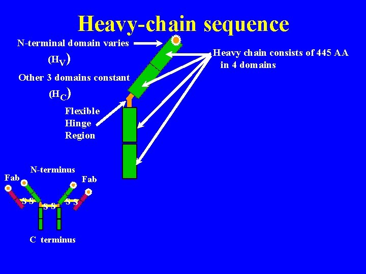 Heavy-chain sequence N-terminal domain varies (HV) Other 3 domains constant (HC) Flexible Hinge Region