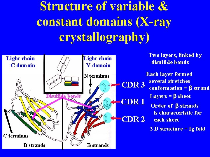 Structure of variable & constant domains (X-ray crystallography) Light chain C domain Two layers,