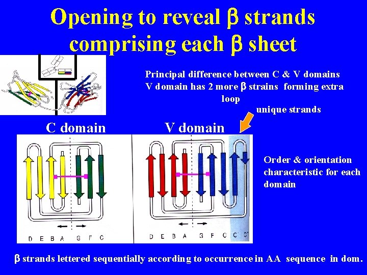 Opening to reveal b strands comprising each b sheet Principal difference between C &