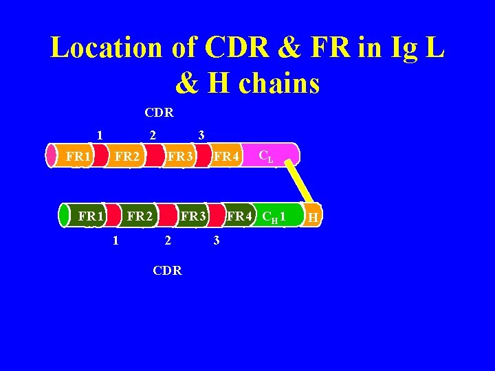 Location of CDR & FR in Ig L & H chains CDR 1 FR