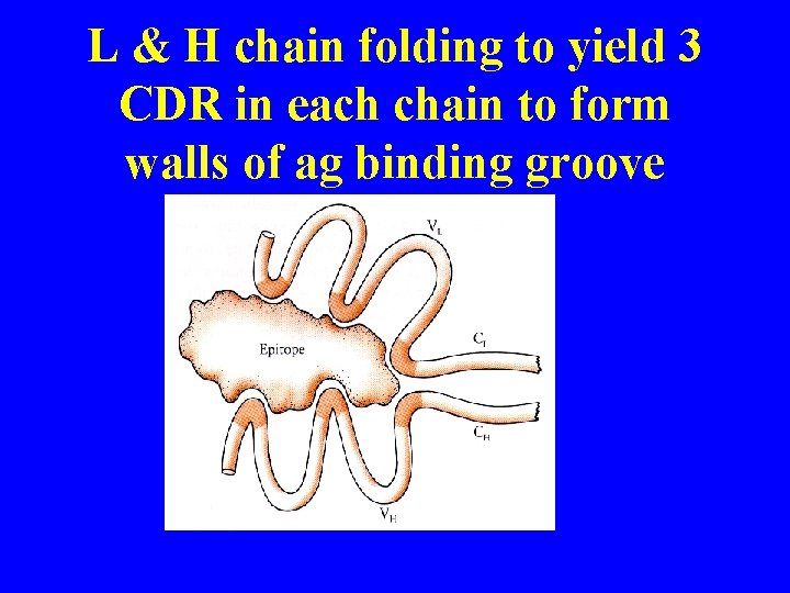 L & H chain folding to yield 3 CDR in each chain to form