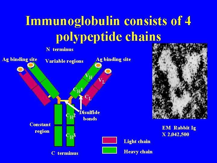 Immunoglobulin consists of 4 polypeptide chains N terminus Ag binding site Variable regions VH