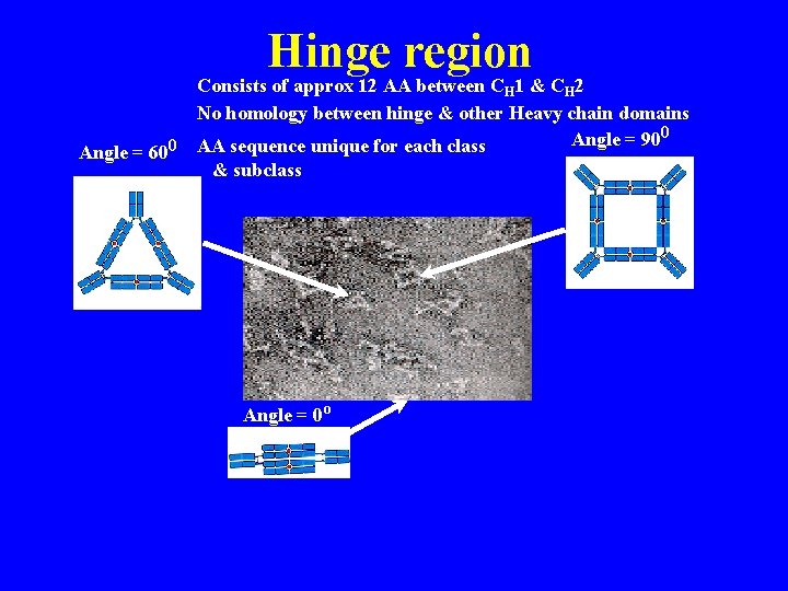 Hinge region Consists of approx 12 AA between CH 1 & CH 2 No