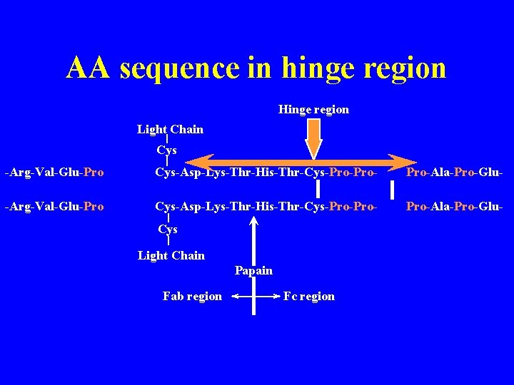 AA sequence in hinge region Hinge region Light Chain Cys -Arg-Val-Glu-Pro-Lys-Ser-Cys-Asp-Lys-Thr-His-Thr-Cys-Pro-Pro-Cys -Pro-Ala-Pro-Glu. Cys Light