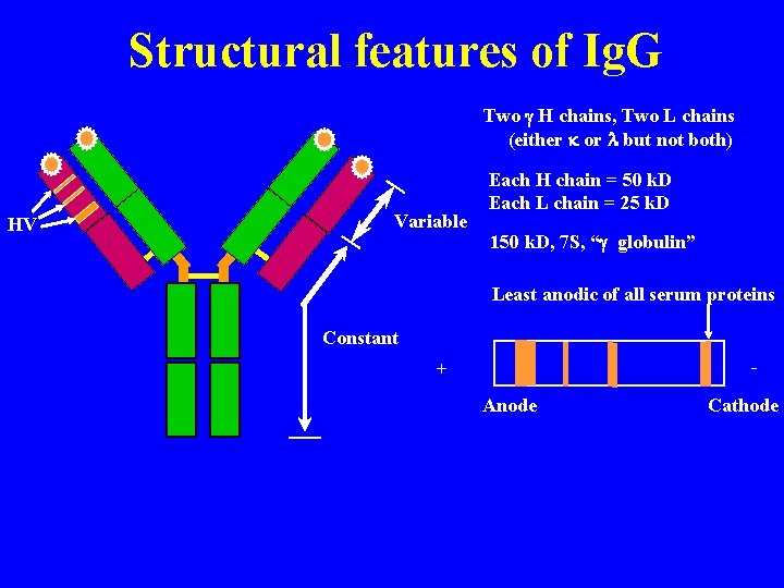 Structural features of Ig. G Two g H chains, Two L chains (either k