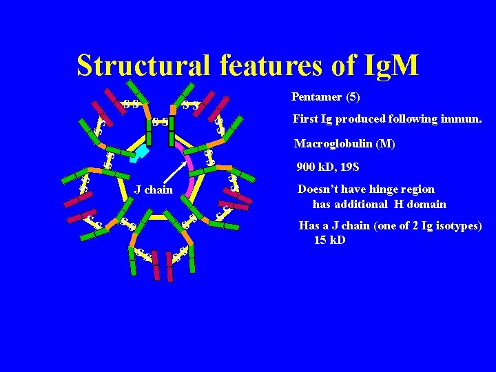 Structural features of Ig. M SS SS Pentamer (5) SS First Ig produced following