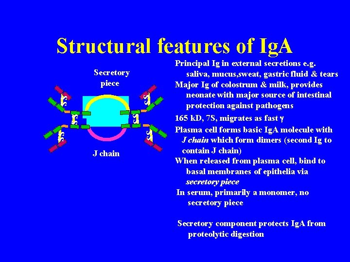 Structural features of Ig. A Secretory piece SS SS SS J chain Principal Ig