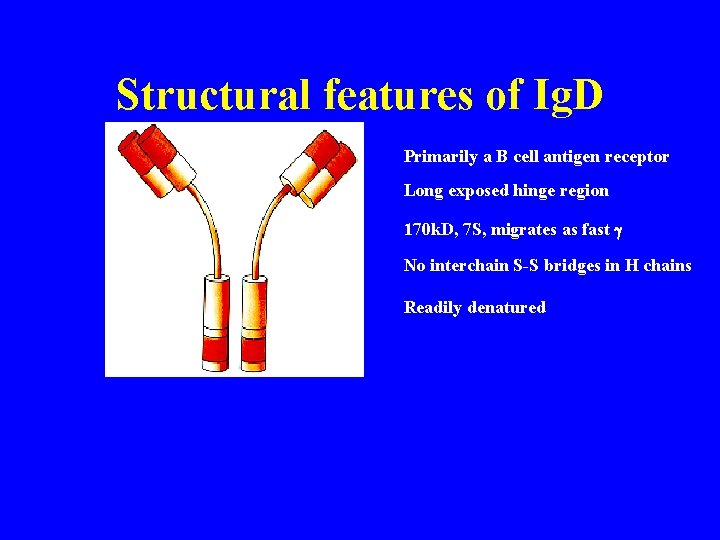 Structural features of Ig. D Primarily a B cell antigen receptor Long exposed hinge