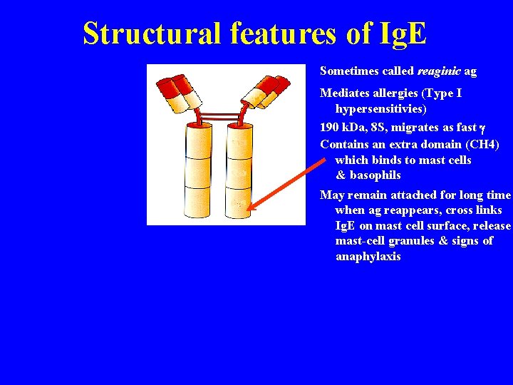 Structural features of Ig. E Sometimes called reaginic ag Mediates allergies (Type I hypersensitivies)