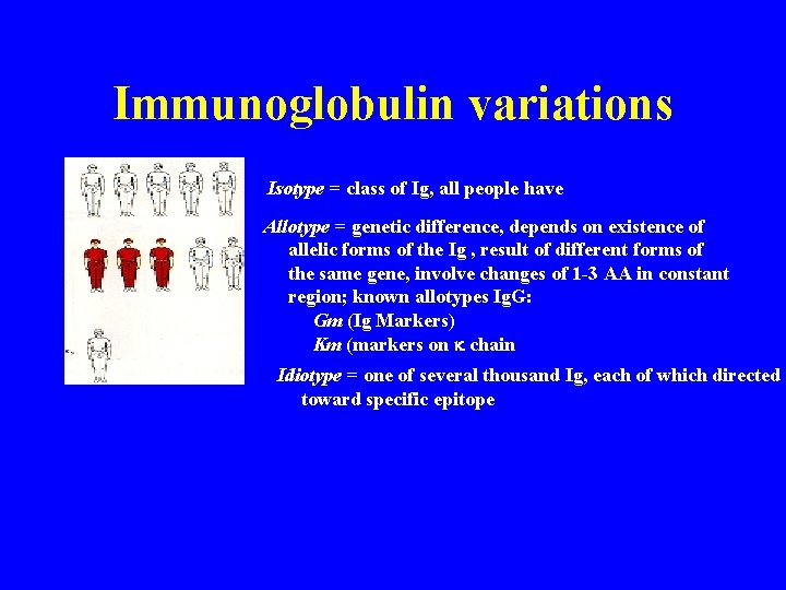 Immunoglobulin variations Isotype = class of Ig, all people have Allotype = genetic difference,