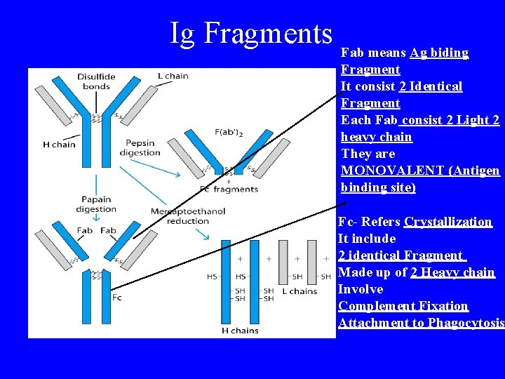 Ig Fragments Fab means Ag biding Fragment It consist 2 Identical Fragment Each Fab