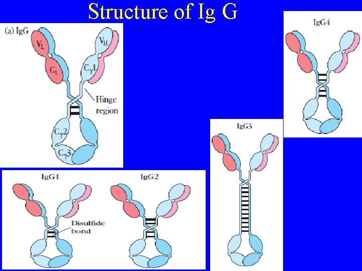 Structure of Ig G 