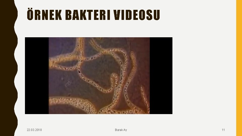 ÖRNEK BAKTERI VIDEOSU 22. 03. 2018 Burak Ay 11 