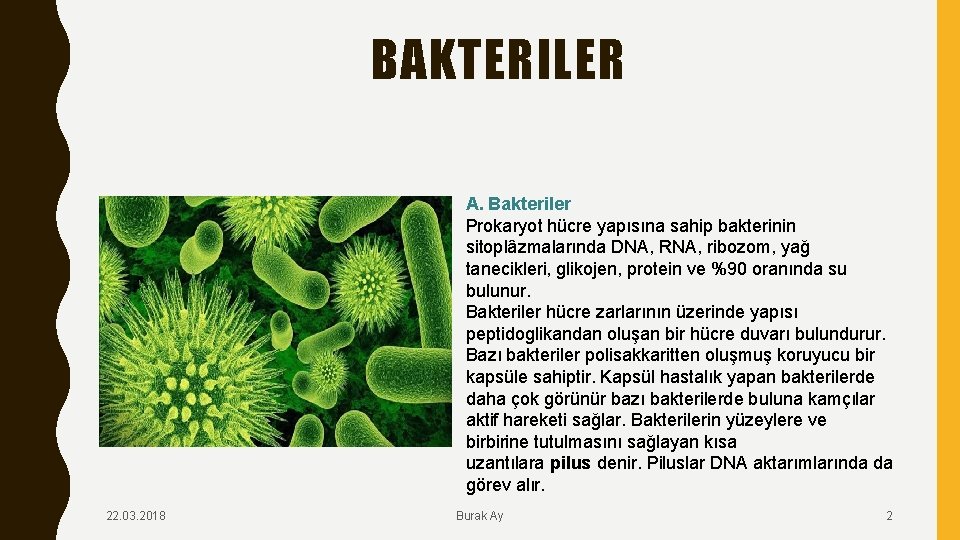 BAKTERILER A. Bakteriler Prokaryot hücre yapısına sahip bakterinin sitoplâzmalarında DNA, RNA, ribozom, yağ tanecikleri,