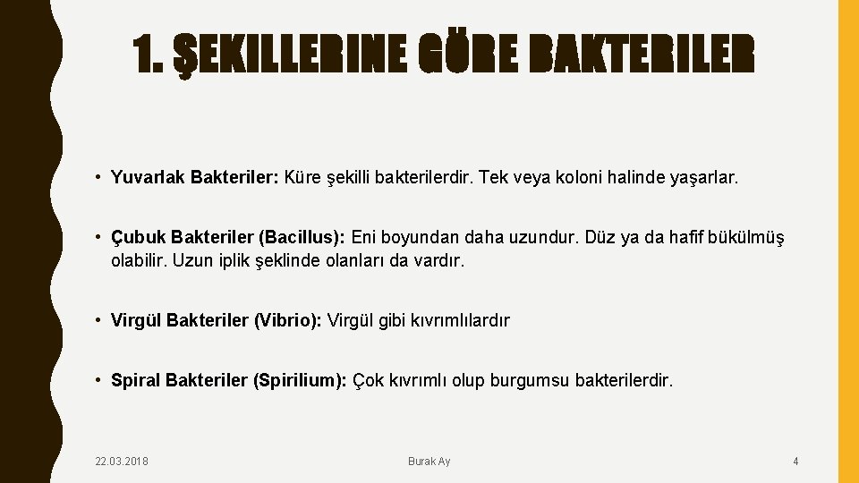 1. ŞEKILLERINE GÖRE BAKTERILER • Yuvarlak Bakteriler: Küre şekilli bakterilerdir. Tek veya koloni halinde