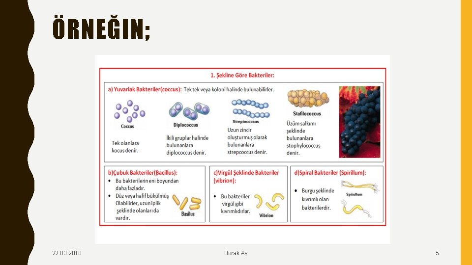 ÖRNEĞIN; 22. 03. 2018 Burak Ay 5 