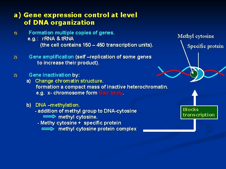 Enumerate the differences between Lactose tryptophan operons Lac