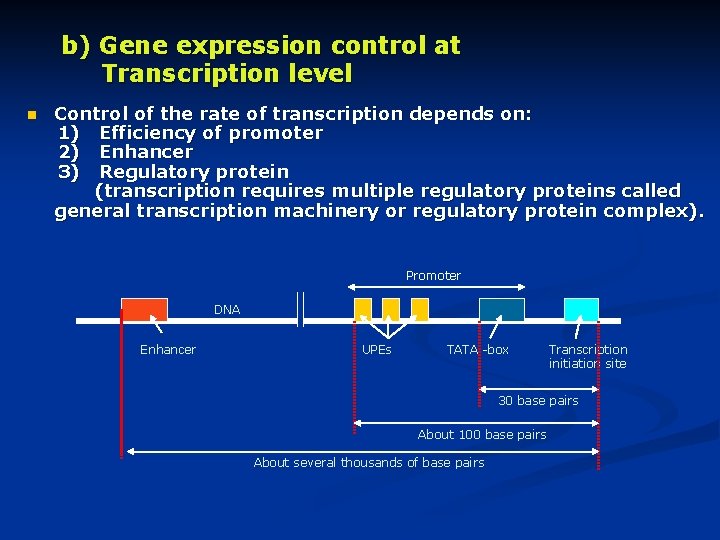 Enumerate the differences between Lactose tryptophan operons Lac