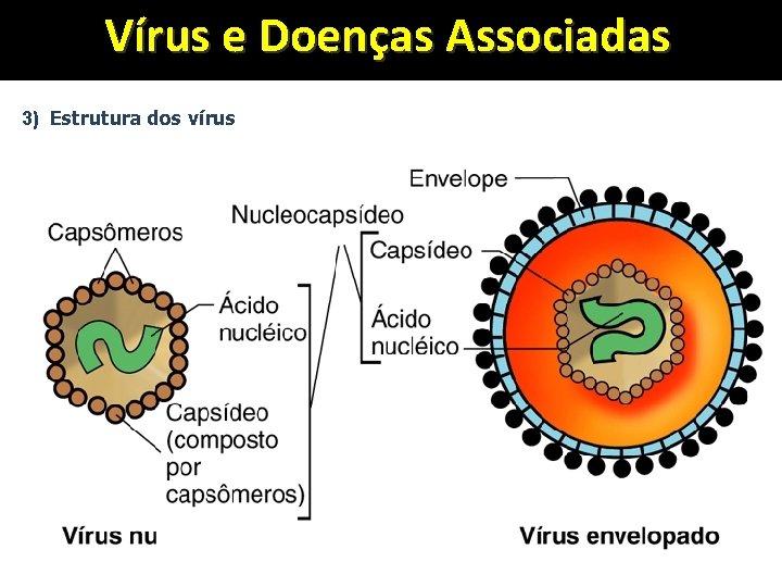 Vírus e Doenças Associadas 3) Estrutura dos vírus 