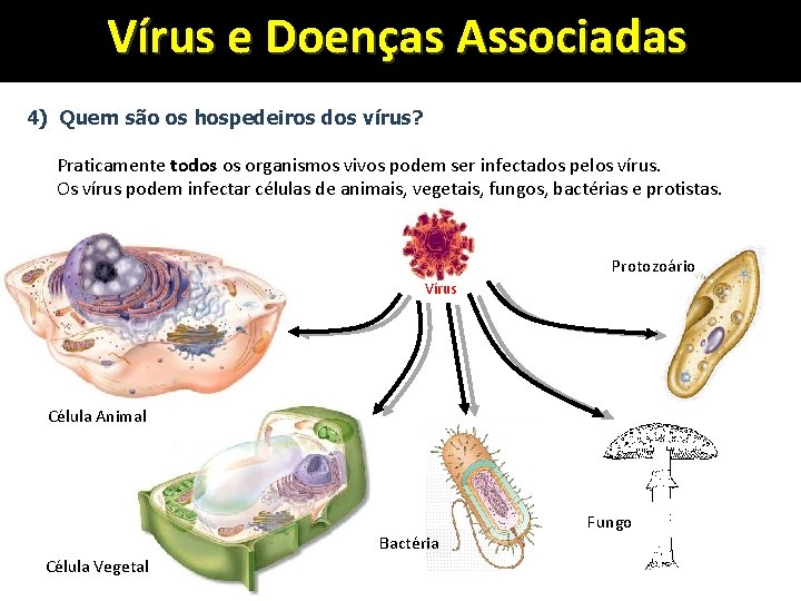 Vírus e Doenças Associadas 4) Quem são os hospedeiros dos vírus? Praticamente todos os