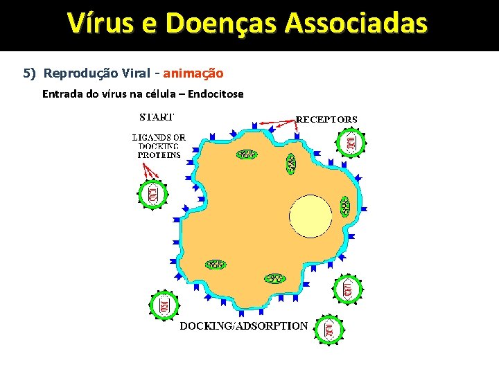 Vírus e Doenças Associadas 5) Reprodução Viral - animação Entrada do vírus na célula