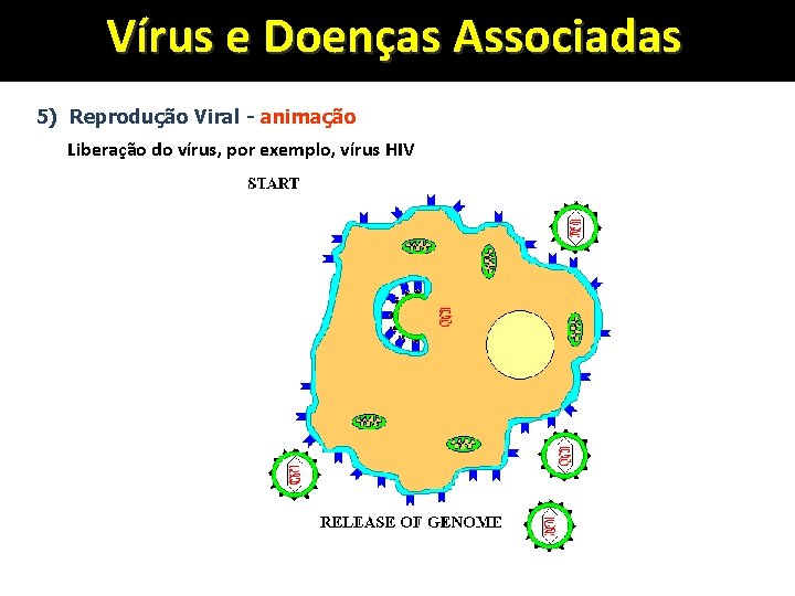 Vírus e Doenças Associadas 5) Reprodução Viral - animação Liberação do vírus, por exemplo,