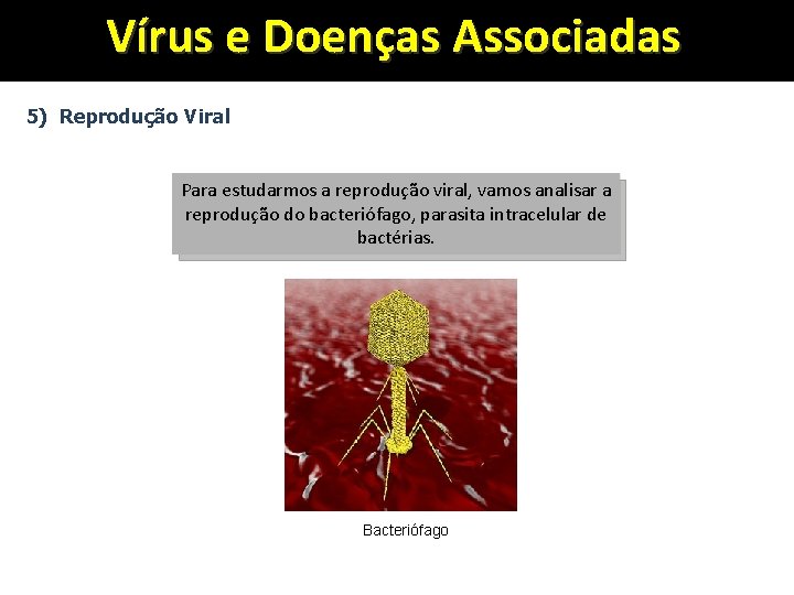 Vírus e Doenças Associadas 5) Reprodução Viral Para estudarmos a reprodução viral, vamos analisar
