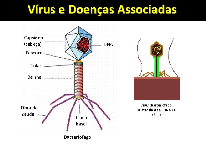 Vírus e Doenças Associadas Capsídeo (cabeça) DNA Pescoço Colar Bainha Fibra da cauda Placa