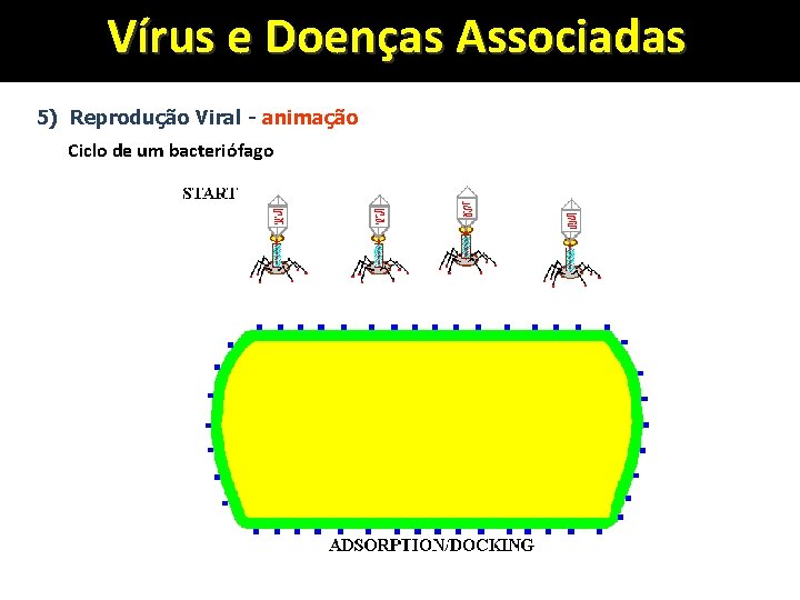 Vírus e Doenças Associadas 5) Reprodução Viral - animação Ciclo de um bacteriófago 