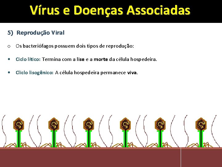 Vírus e Doenças Associadas 5) Reprodução Viral o Os bacteriófagos possuem dois tipos de