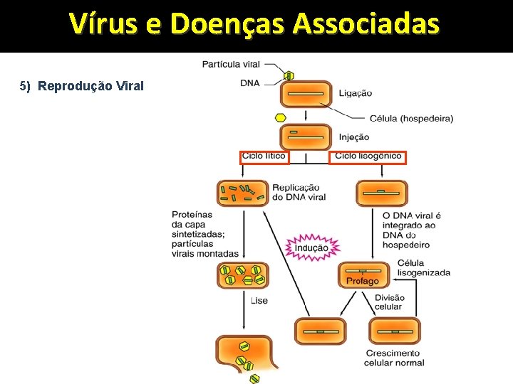 Vírus e Doenças Associadas 5) Reprodução Viral www. bioaula. com. br 