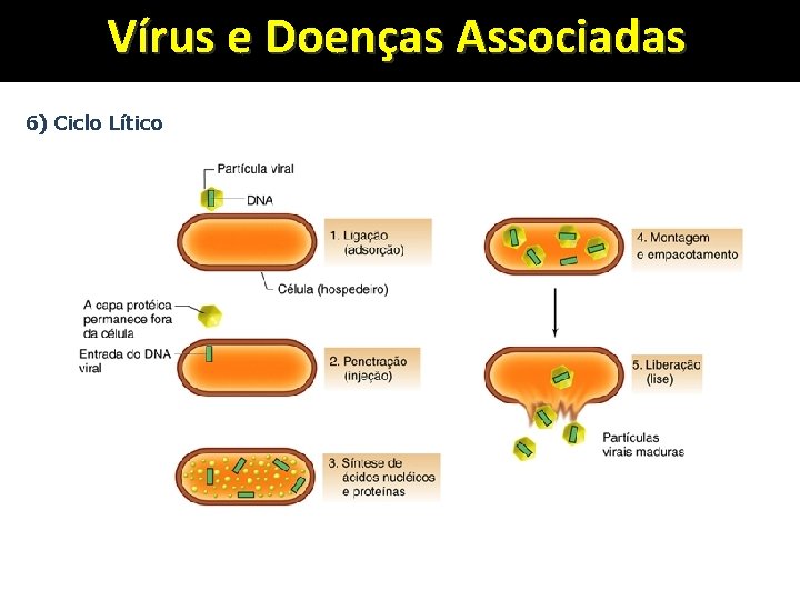 Vírus e Doenças Associadas 6) Ciclo Lítico 