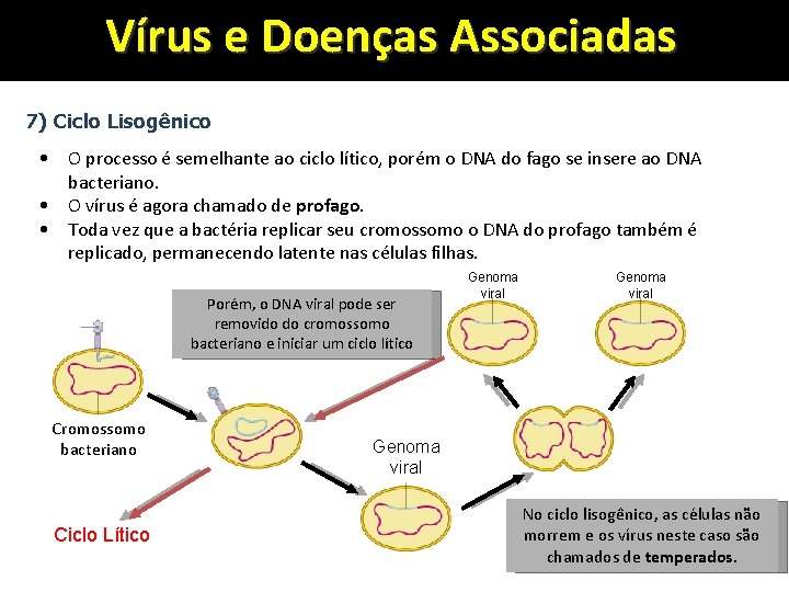 Vírus e Doenças Associadas 7) Ciclo Lisogênico • O processo é semelhante ao ciclo