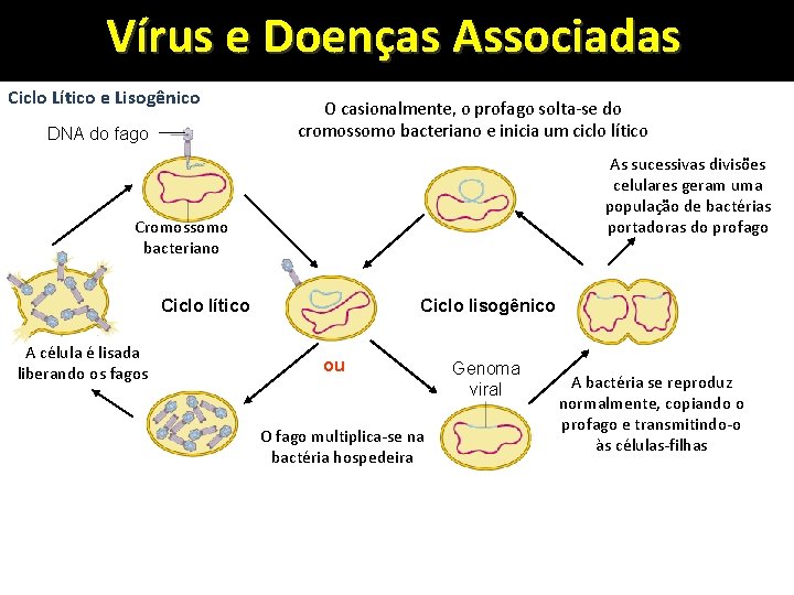 Vírus e Doenças Associadas Ciclo Lítico e Lisogênico DNA do fago O casionalmente, o