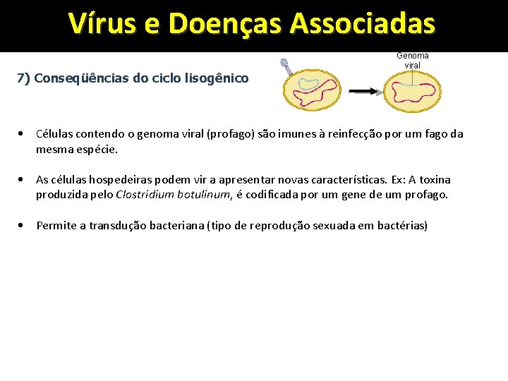 Vírus e Doenças Associadas 7) Conseqüências do ciclo lisogênico Genoma viral • Células contendo