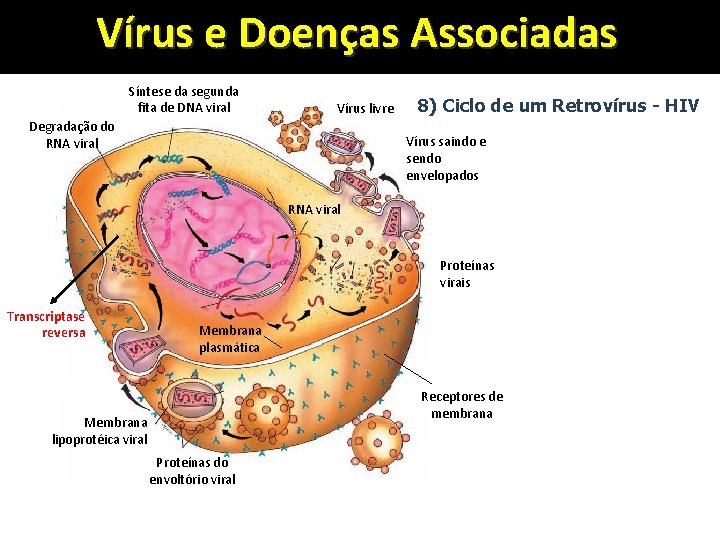 Vírus e Doenças Associadas Síntese da segunda fita de DNA viral Vírus livre Degradação