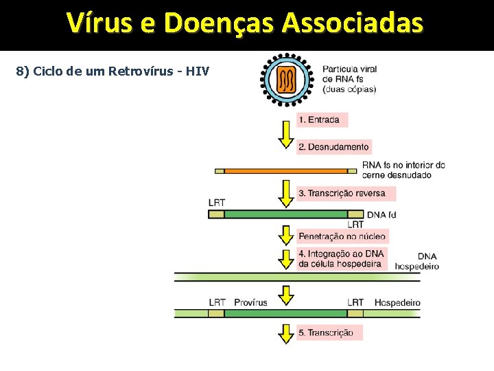 Vírus e Doenças Associadas 8) Ciclo de um Retrovírus - HIV 