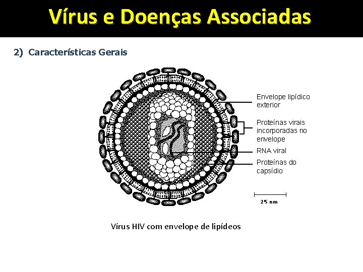 Vírus e Doenças Associadas 2) Características Gerais Envelope lipídico exterior Proteínas virais incorporadas no